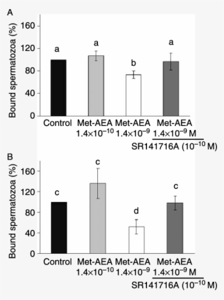 Experiment And Effect Of Met Aea Pre Treatment On Sperm - Sperm #4561924