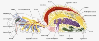 Spider Internal Anatomy-en - Anatomy Of A Spider #4562333