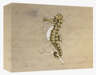 Old Fashioned Seahorse On Vintage Paper Background - Vintages Seepferd Fotodruck #4563912