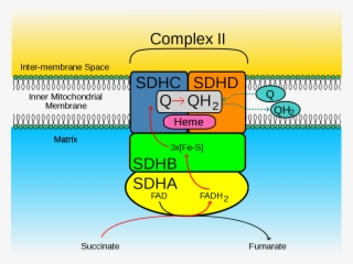 Succinate Dehydrogenase #4564131