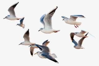 Birds Flying Png - Paragraph Of I Would Be A Bird #4565999