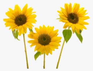 Sunflower Birthday Animated Wallpaper Background 640 - ดอก ทานตะวัน ดอก เดียว #4566275