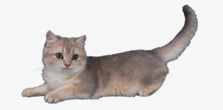 Munchkin Cat No Background #4569177