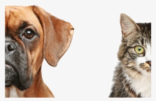 Dog And Cat Transparent - Dogs And Cats Transparent #4569199