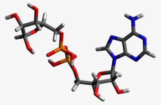 Three-dimensional Model Of Adp Ribose - Adenosine Diphosphate Ribose ...