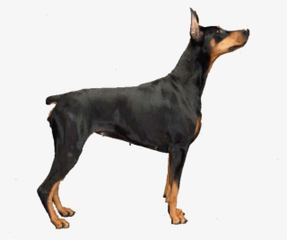 Dobermann - Skin Dog Sims 3 #4572923