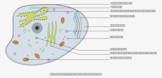 How To Set Use Animal Cell Labelled Svg Vector #4575067