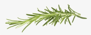 Rosemary - Rosemary Png #4575145