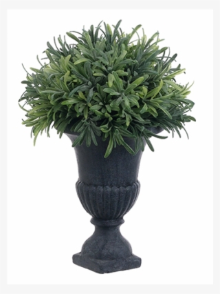 11" Rosemary Ball Topiary In Urn Frosted Green - Inch #4575281
