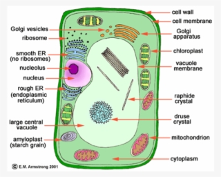 3 Major Differences Between Plant And Animal Cells - Microfilaments In Plant Cell #4575528
