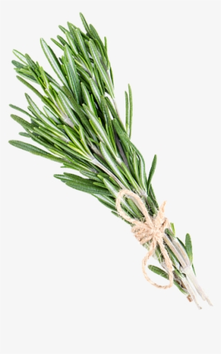 Studies Have Demonstrated That Rosemary Oil Promotes - L:a Bruket Handcreme Salbei-rosmarin-lavendel (30ml) #4575582