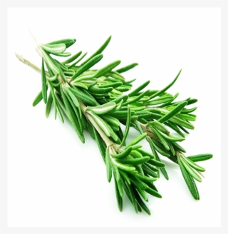 Rosemary - Natural Antibiotics For Beginners: A Guide On Natural #4576240 Rosemary - Natural Antibiotics For Beginners: A Guide On Natural #4576240