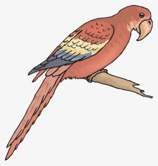 Bird Branch Wings Macaw Png Image - Outline Picture Of Macaw #4587707