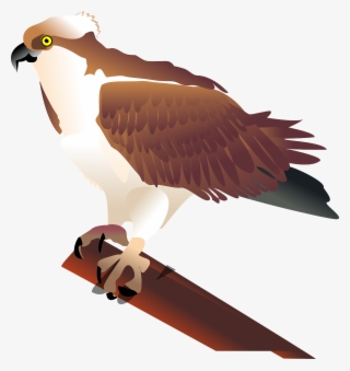 Eagle Hawk Bird Branch Media Png Image - Osprey Clip Art #4587744