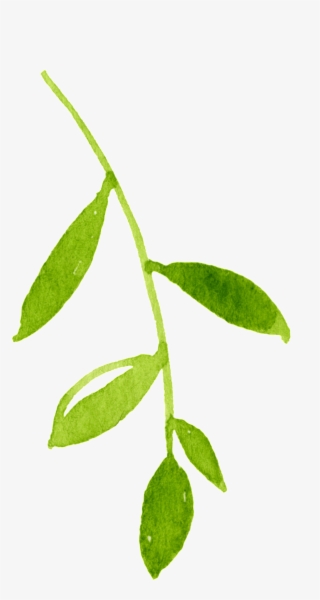 Spring Green Leaves Cartoon Transparent - Bay Laurel #4593753