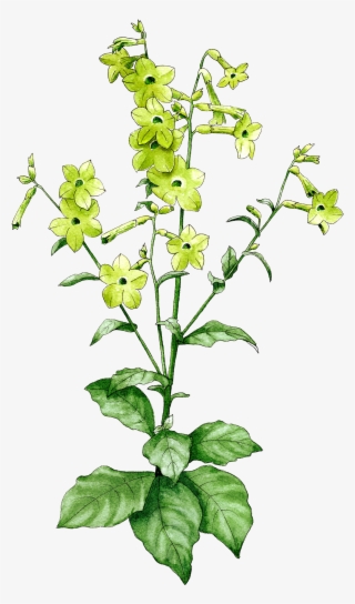 Nicotiana Lime Green - Perennial Plant #4594596