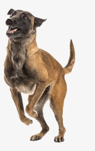 Jumping Dog - Pupgrade - Belgian Shepherd #4595845