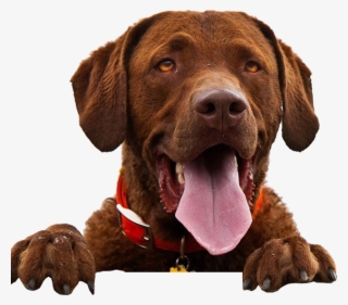 What Is Cushings Disease - Dog Calendar 2016 #4596249