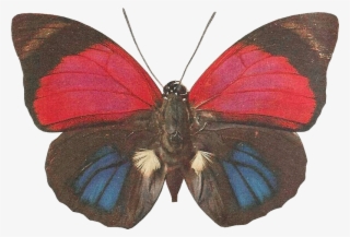 Бабочки - Png - - ♥ Creative Nn - Блог Альбины Рассеиной - Butterfly #4596314