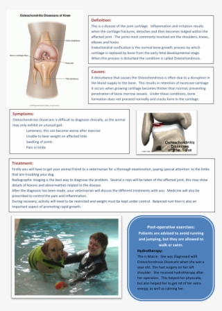 Joint Diseases In Dogs Written By Mariska Engelbrecht - Osteochondritis Dissecans Ankle #4596436