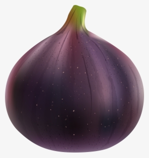 Fig Png #460745 Fig Png #460745