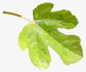 How To Set Use Fig Leaf 2a Clipart #461162