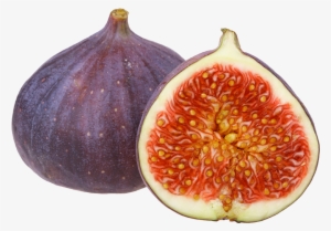 Common Fig #462643