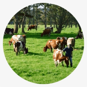 Fun Athlete Deborah - Grazing #463260