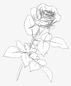 traditional rose drawing