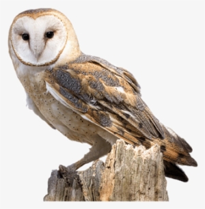 Boxes Nesting For Tawny - Barn Owl Png #465099