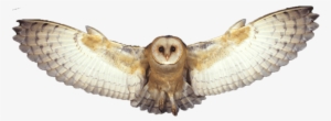 Barn Owl Png Photo - Transparent Background Flying Owl Png #465152