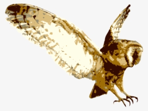 Barn Owl Transparent Background - Woodlands Family Theme Park #465285