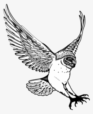 Drawing Of Barn Owl Swooping - Owl Drawing Png #465309