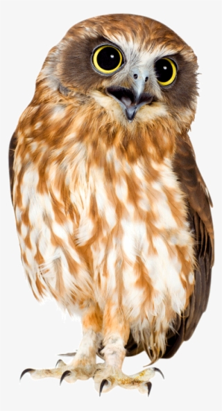 Share This Image - Owl Hd Png #465364