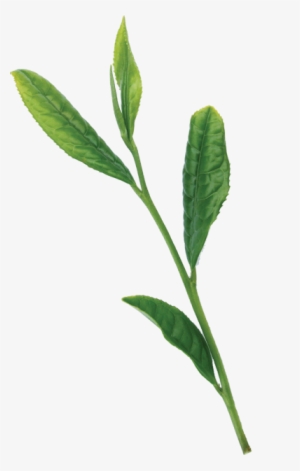 High Quarity Japanese Green Tea - Shoot #465453