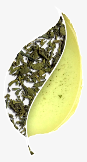 Bancha Green Tea - Tea #465680