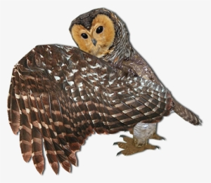 Bpngldf - Barn Owl #465728