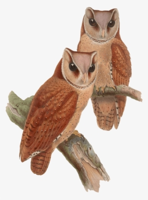 Owls Sitting On A Branch - Owl Vintage Png #465782
