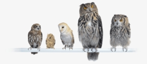Saas Solution For It Systems Monitoring 100% Owl Inclusive - Chouette Et Hiboux Png #465884