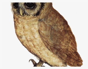 Barn Owl Clipart File - Little Owl Albrecht Durer #465919