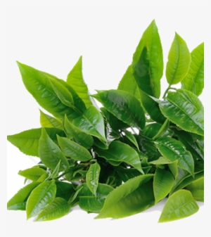 Image Of Green Tea Body Butter - Green Tea Leaf Png #466040