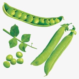 Peas Png #466076