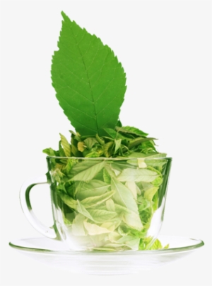Stevia Tea Leaves Sweetener - Green Tea Images Free #466078