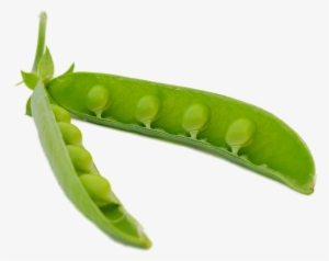 Pod Png #466114 Pod Png #466114