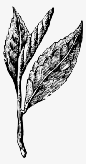 Mature Tea Bush - Tea Leaves Drawing Png #466233