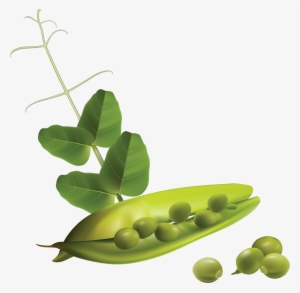 Free Vector Vegetables #466292