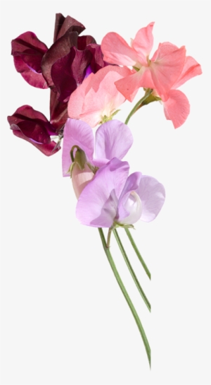 Sweet Pea Flowers Delivered By Post - Sweet Pea Png #466365
