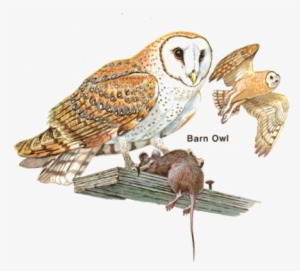 Generalist Vs Specialist Foraging Strategies #466408