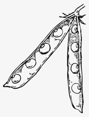 Pea Pod Svg Clip Arts 456 X 600 Px #467008