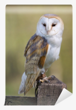 Poster: Wright's Barn Owl, 24x24in. #467032